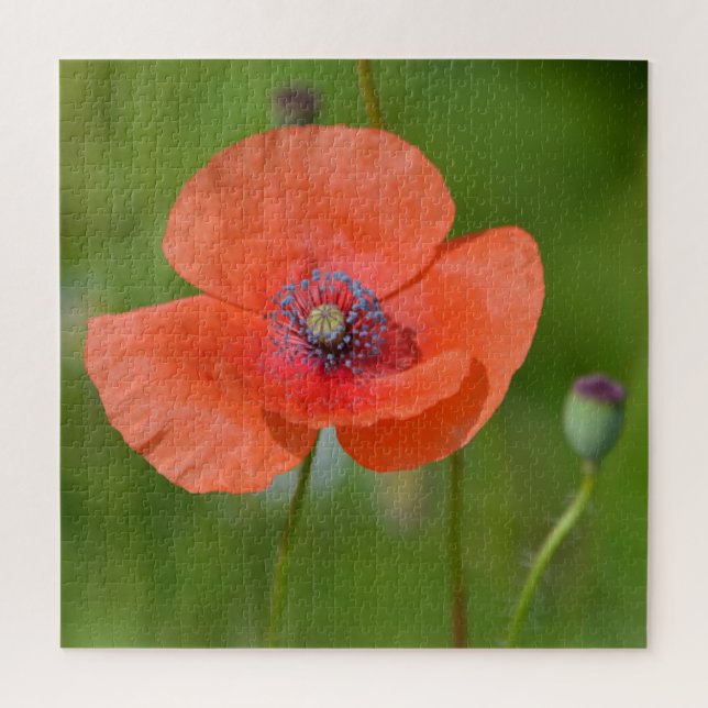 Atemberaubender Roter Mohn (Vertikal)