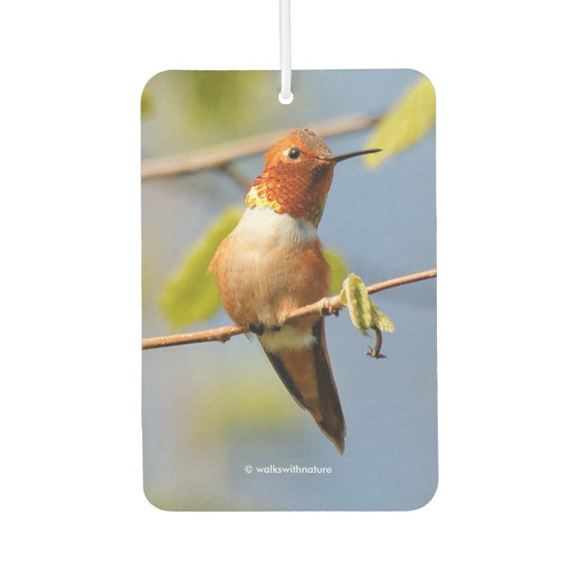 Atemberaubender Rufous Hummingbird in der Sonne Autolufterfrischer (Vorderseite)