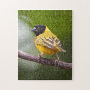 Atemberaubender schwarz-gehasster Weaver-Bird
