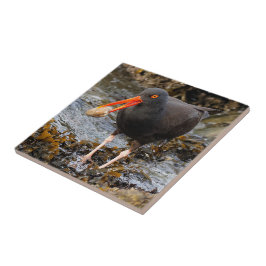 Atemberaubender Schwarzer Oystercatcher mit Clam Fliese