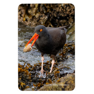 Atemberaubender Schwarzer Oystercatcher mit Clam Magnet