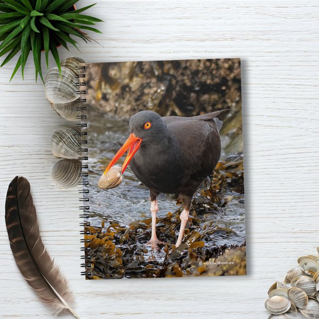 Atemberaubender Schwarzer Oystercatcher mit Clam Notizblock (Black Oystercatcher with Clam on the Beach Journal Cover Photo)