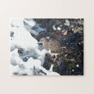 Atemberaubender Schwarzer Turnstone-Shorebird im S
