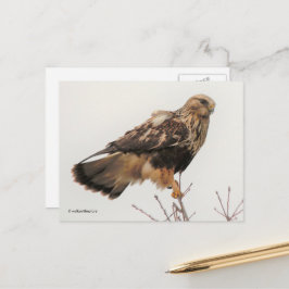 Atemberaubender, stumpfer Hawk im Baum Postkarte