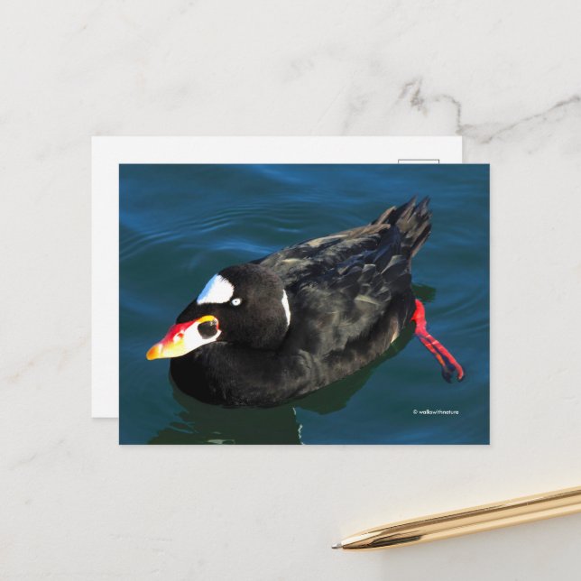 Atemberaubender Surfschuh-Duck am Pier's Edge Postkarte (Vorderseite/Rückseite Beispiel)
