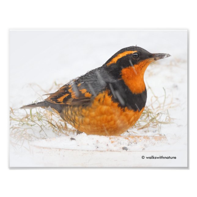 Atemberaubender Varietätsongbird am Schneetag Fotodruck (Vorne)