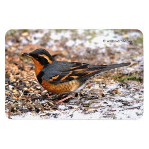 Atemberaubender Varietätsongbird auf dem Schneegeb Magnet