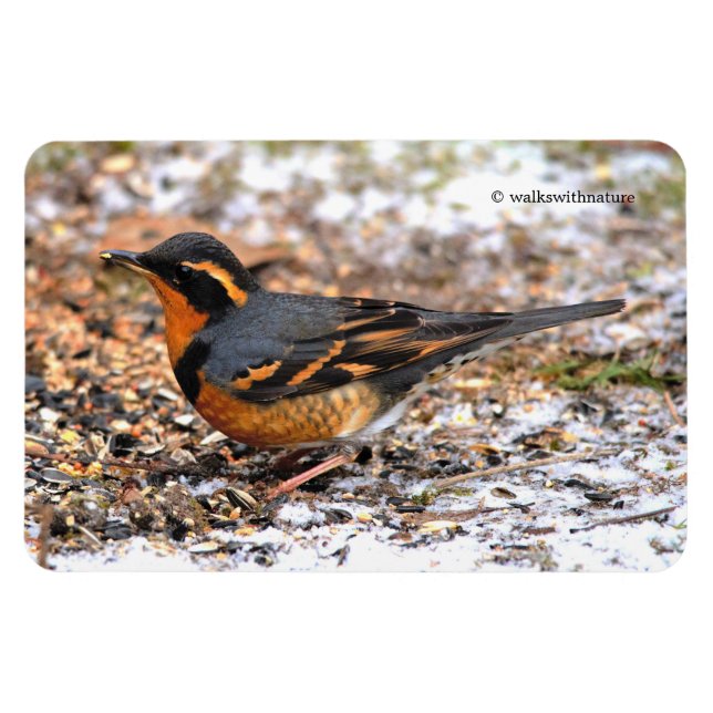 Atemberaubender Varietätsongbird auf dem Schneegeb Magnet (Horizontal)