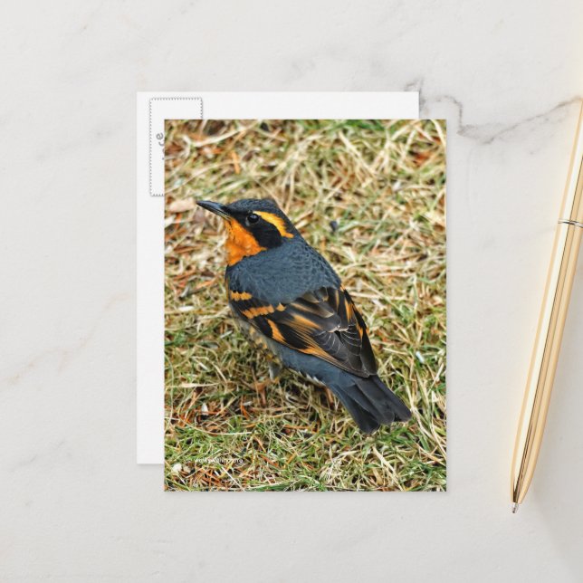 Atemberaubender Varietätsongbird auf Rasen Postkarte (Vorderseite/Rückseite Beispiel)