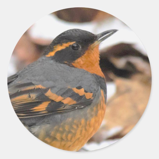 Atemberaubender Varietätsongvogel im Winter Runder Aufkleber (Vorderseite)