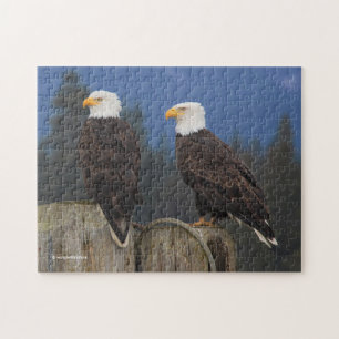 Atemberaubendes Adlerpaar auf den Pilings