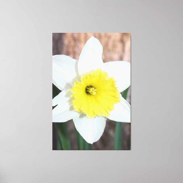 Atemberaubendes großes Daffodil Leinwanddruck (Vorderseite)