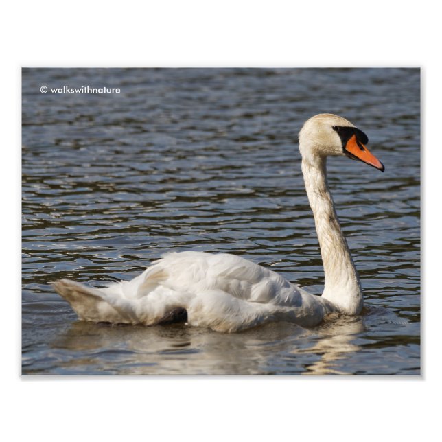 Atemberaubendes Mute Swan Gliding am See Fotodruck (Vorne)