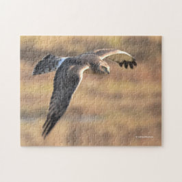 Atemberaubendes Nordharrier auf der Jagd im Sumpf