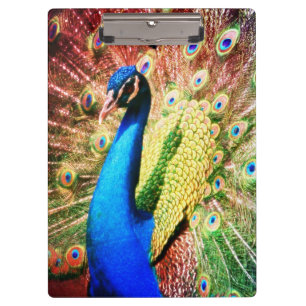 Atemberaubendes Pfau-Foto Klemmbrett