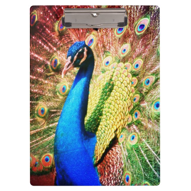 Atemberaubendes Pfau-Foto Klemmbrett (Vorderseite)