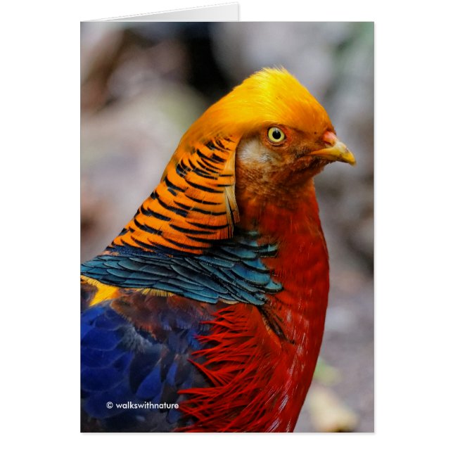Atemberaubendes Profil eines roten Golden Pheasant (Vorne)