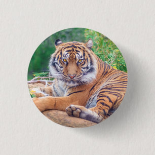 Atemberaubendes Rekrutieren von Tigerfotografie Button