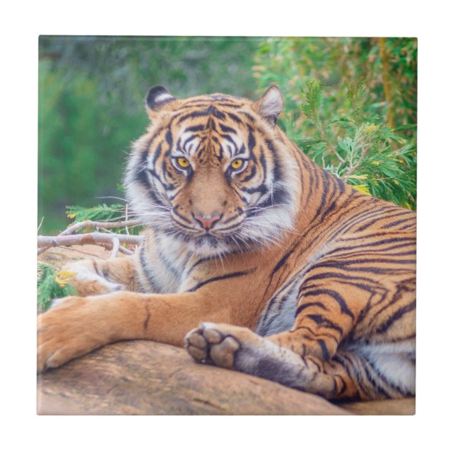 Atemberaubendes Rekrutieren von Tigerfotografie Fliese (Vorderseite)