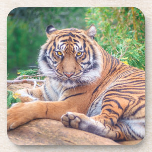 Atemberaubendes Rekrutieren von Tigerfotografie Getränkeuntersetzer