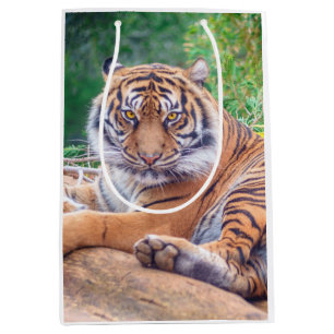 Atemberaubendes Rekrutieren von Tigerfotografie Mittlere Geschenktüte