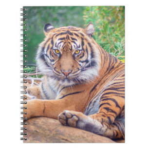 Atemberaubendes Rekrutieren von Tigerfotografie Notizblock