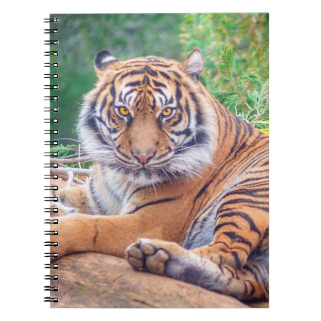 Atemberaubendes Rekrutieren von Tigerfotografie Notizblock (Vorderseite)