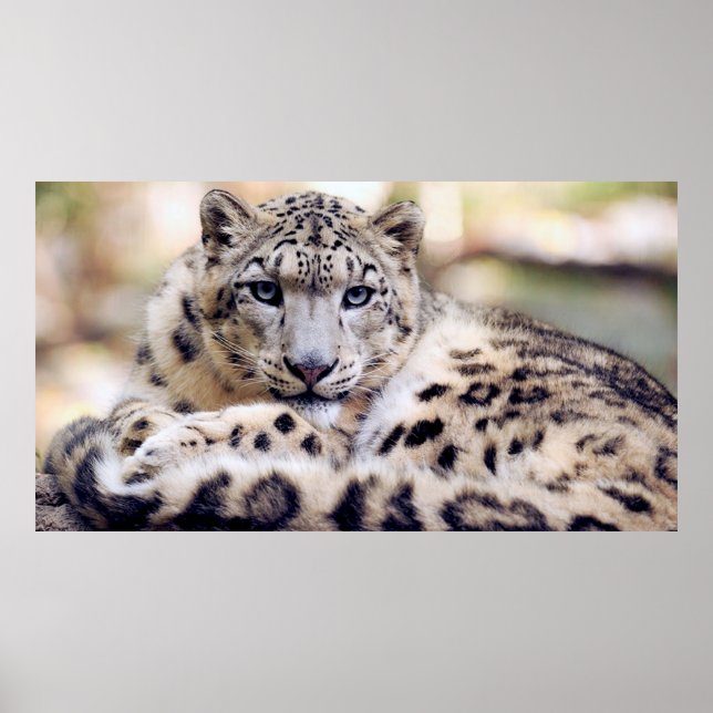 Atemberaubendes Snowleopardarportrait Poster (Vorne)