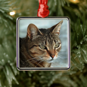 Atemberaubendes Tabby Cat Close Up Kunstportrait Ornament Aus Metall