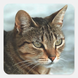 Atemberaubendes Tabby Cat Close Up Kunstportrait Quadratischer Aufkleber