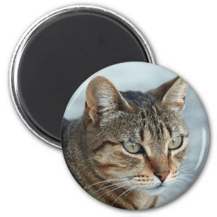 Atemberaubendes Tabby Cat Nah Up Portrait Magnet