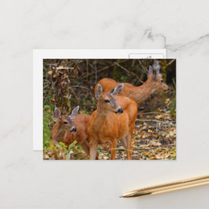 Atemberaubendes Trio des Schwarzschwanzhirsches im Postkarte
