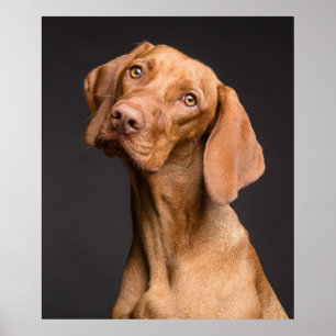 Atemberaubendes vizsla Hundeportrait auf schwarzem Poster