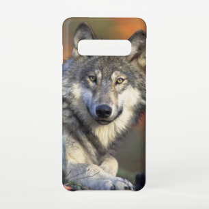 Atemberaubendes Wolfsportrait Samsung Galaxy S10 Hülle