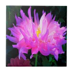 Atembermende rosa und violette Kaktus-Dahlie Fliese