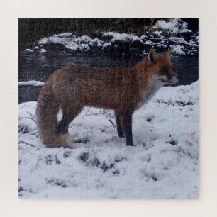 Atembernder Rotfuchs im Schnee Natürliche Winter-W