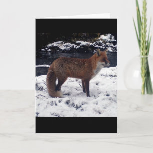 Atemberstarker Rotfuchs im Schnee Wildtiere Winter Karte