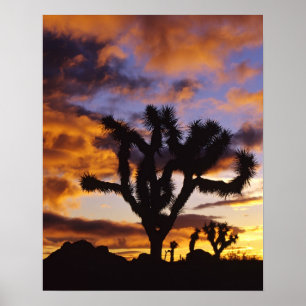 Atemosphärischer Sonnenaufgang im Joshua-Tree-Nati Poster
