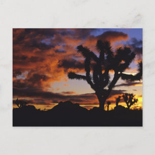 Atemosphärischer Sonnenaufgang im Joshua Tree Nati Postkarte