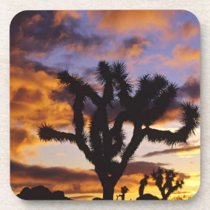 Atemosphärischer Sonnenaufgang im Joshua Tree Nati Untersetzer