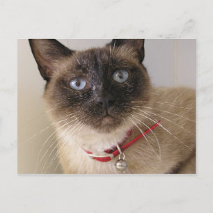 Athena Postkarte