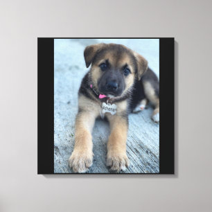 Athena Welpe Leinwand drucken