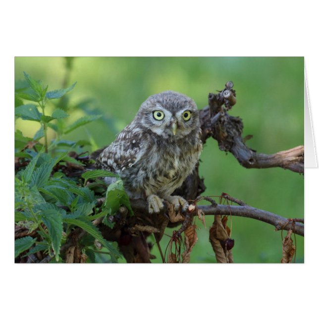 Athene noctua (Vorderseite (Horizontal))