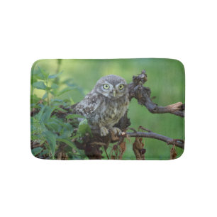 Athene noctua badematte