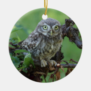 Athene noctua keramikornament