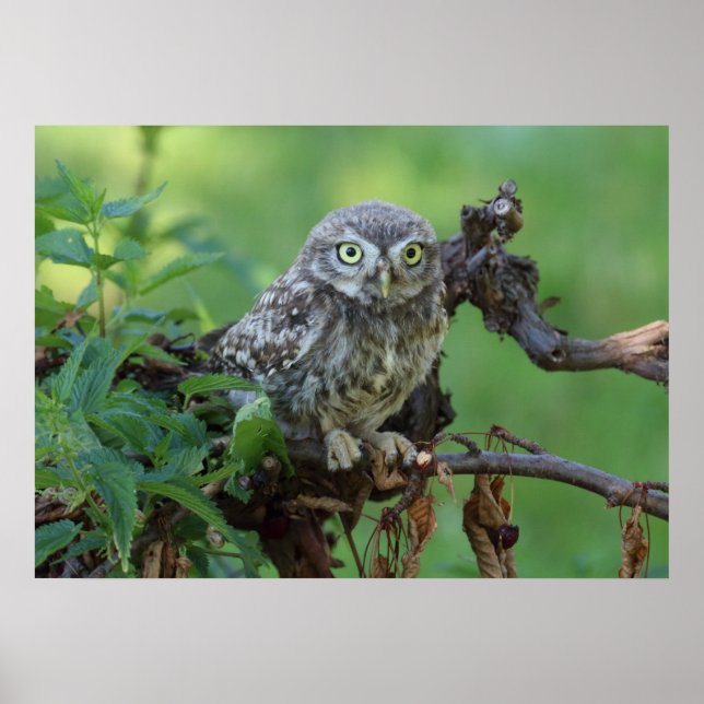 Athene noctua poster (Vorne)