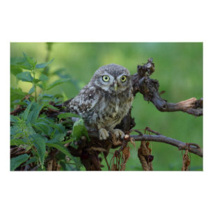 Athene noctua poster