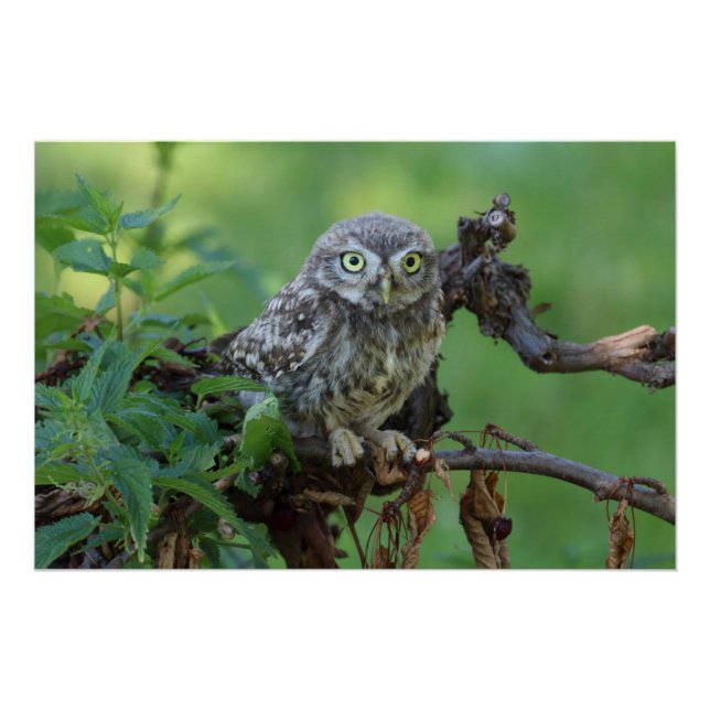 Athene noctua poster (Vorderseite)