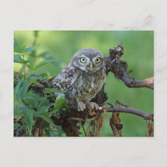 Athene noctua postkarte (Vorderseite)