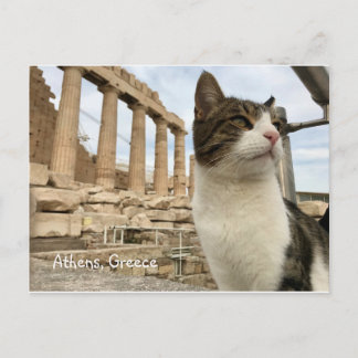 Athens Cat Kitten Acropolois Parthenon Postcard Postkarte